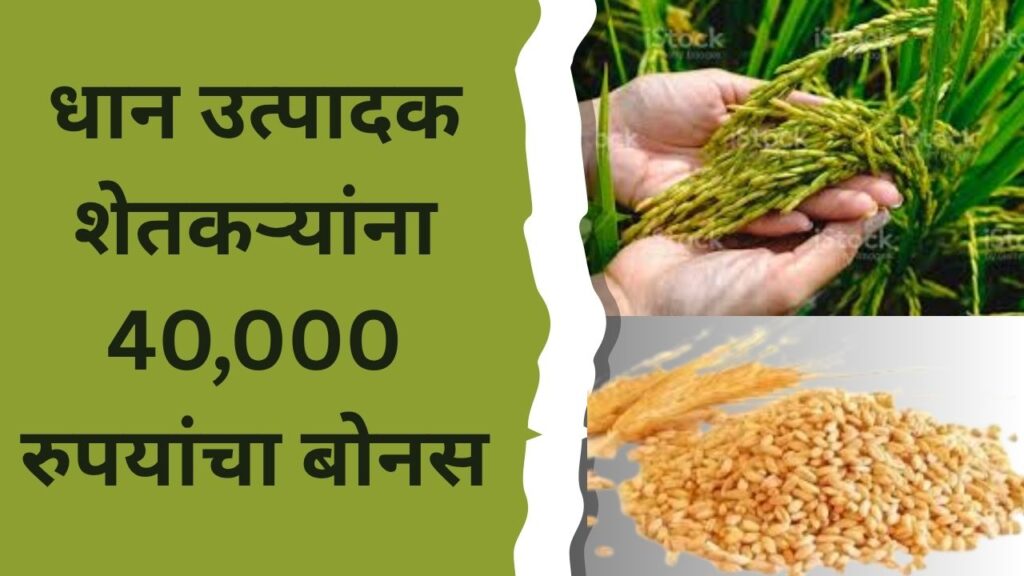 धान उत्पादकांसाठी 20,000 ₹ प्रति हेक्टर बोनस | तुमचं बँक व्हेरिफिकेशन झालं का?