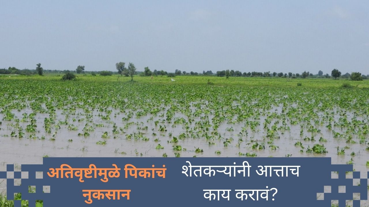 खरीप हंगाम 2025 मधील अतिवृष्टीमुळे पिकांचं नुकसान – शेतकऱ्यांनी आत्ताच काय करावं?